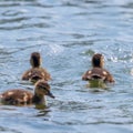 Ducklings Swimming, MallardÃÂ Duck Babies on Water Surface Royalty Free Stock Photo